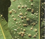 Psyllids in Eucalypts