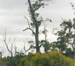 Forest Trees