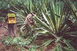 Herbicide Backpack Spear injector