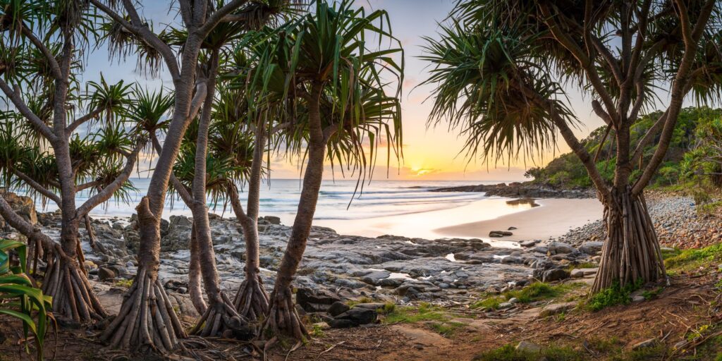 Jemella in Pandanus