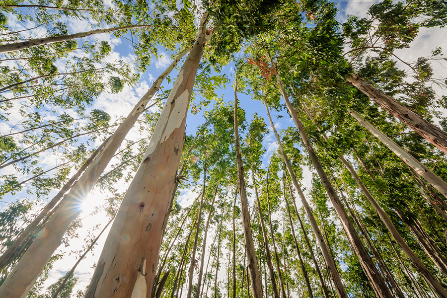 Psyllids in Eucalypts -