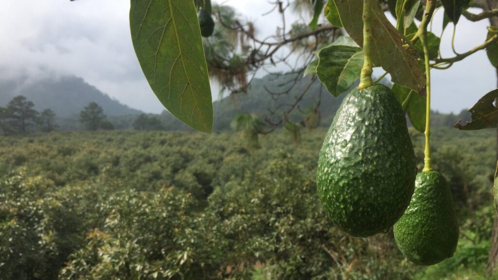 Avocado root-rot ( Phytophthora cinnamom )