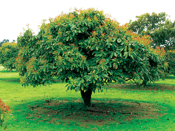 Trunk Drenching